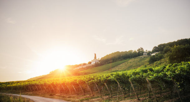 Top 5 : les plus belles routes des vins de France