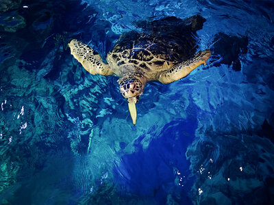 Visite de l’Aquarium Sea Life de Val d’Europe