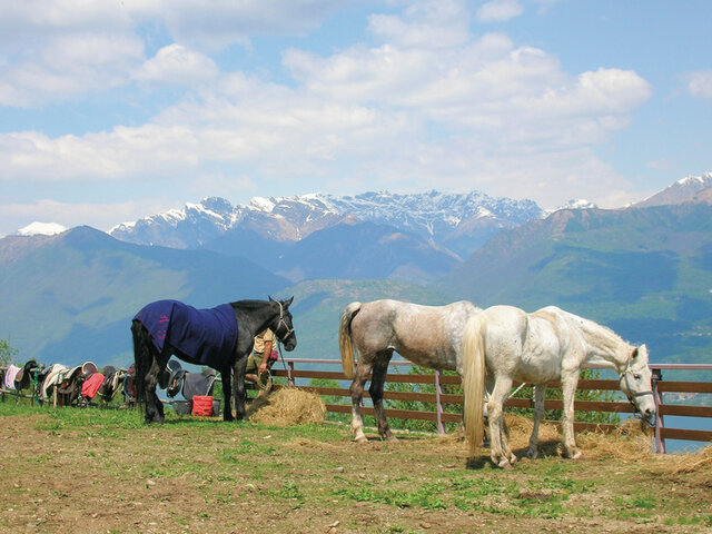 Randonnee A Cheval Joyeux Anniversaire Multi Activites