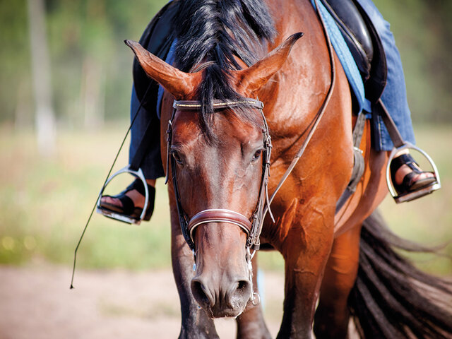 Promenades A Cheval Ou A Poney Joyeux Anniversaire Multi Themes