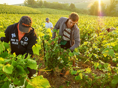 Dégustation de champagne et visite de domaine dans la Marne