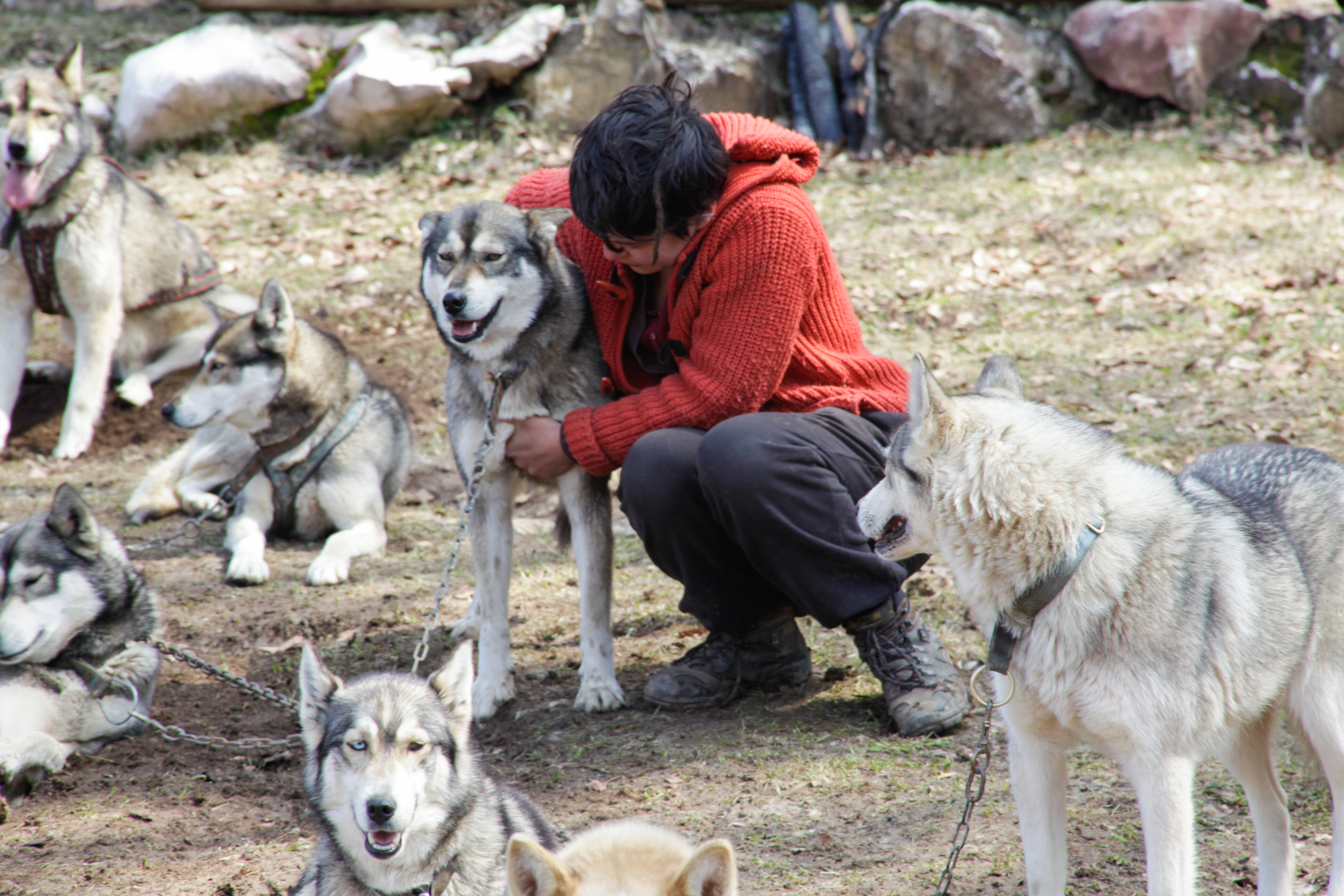 Husky-kart - Session de conduite ébouriffante pour 1 père 