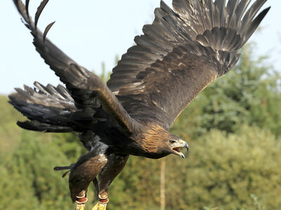 Rovfugleshow hos Ørnereservat for hele familien