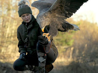 Boks Rovfugleshow hos Ørnereservat for hele familien