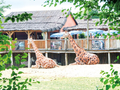 Coffret Journée découverte au Parc Zoologique d'Amnéville pour 5 personnes