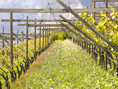 Cofanetto Degustazione di vini in Toscana per due