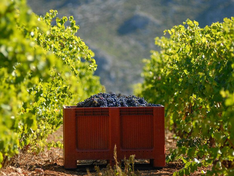 Atelier Initiation et Dégustation Vin Biologique dans un domaine viticole