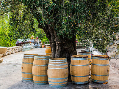 Atelier Initiation et Dégustation Vin Biologique dans un domaine viticole