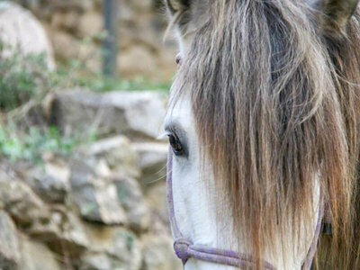 Caja Ruta a caballo de 1 hora o más de duración