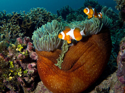 Emozioni in mare: 1 lezione di immersione subacquea per te