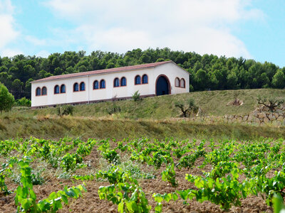 Caja regalo ¡De vinos por la D.O. Penedès! 1 visita a bodega y cata de vinos