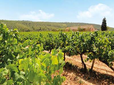 Caja ¡De vinos por la D.O. Penedès! 1 visita a bodega y cata de vinos