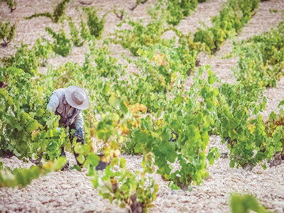 Visita y cata de vinos en bodegas de D.O Jumilla