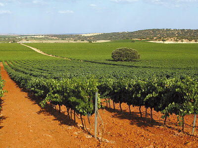 Caja Visita a bodega de la D.O. Valdepeñas con cata