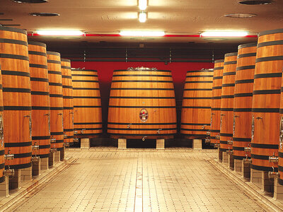 Visita y cata de vinos en bodegas de D.O. Navarra