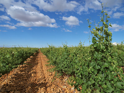 Visita y cata de vinos en bodegas de D.O. Bierzo