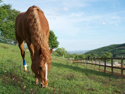 Cofanetto Passeggiata a cavallo