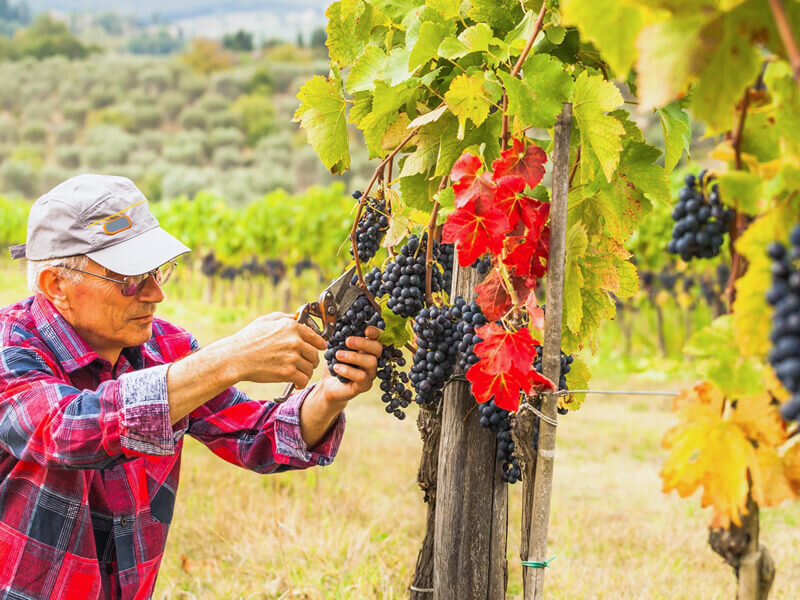 Tour enologico dedicato al Brunello di Montalcino