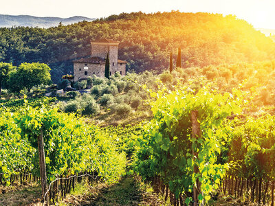 Cena nei vigneti del Chianti con partenza da Firenze