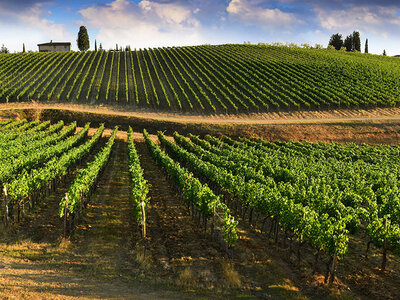 Cena nei vigneti del Chianti con partenza da Siena