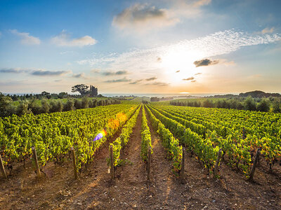 Coffret Atelier Œnologie pour 2 : dégustations, cours ou visites de vignobles