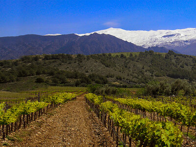 Visita a bodega y cata de vino en Andalucía