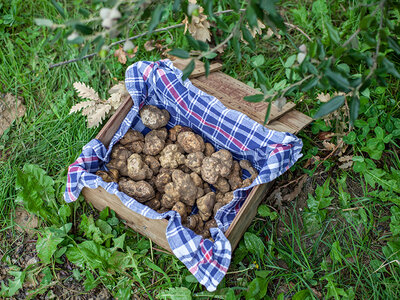 Caccia con cani da tartufo e menù per 2