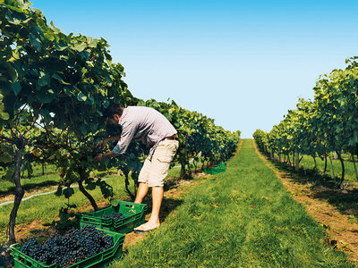 Coffret cadeau À la découverte de nos vignobles