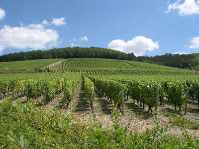 À la découverte de nos vignobles