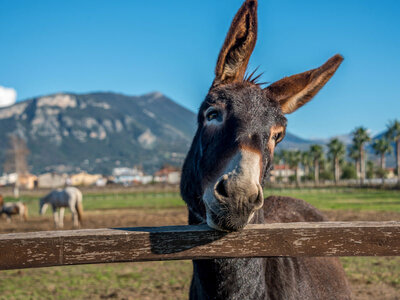 Cofanetto regalo Romantica pausa in agriturismo in compagnia degli animali