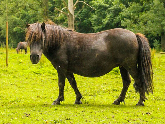 Promenade En Poney Joyeux Anniversaire Multi Activites Promenade En Poney Joyeux Anniversaire Multi Activites