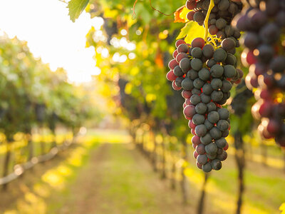 Curso de viticultura y enología con cata de 4 vinos en Bodegas J. Miquel Jané