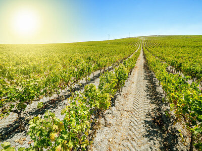 Caja regalo Enoturismo en familia: curso de viticultura con cata y taller sensorial en Bodegas J. Miquel Jané