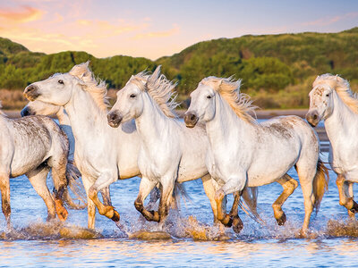 Coffret cadeau Séjour romantique en Camargue