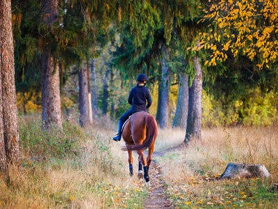 Coffret cadeau Leçon d'équitation ou agréable balade à cheval