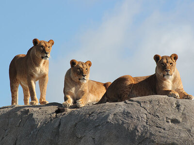 Coffret Abonnement d'1 an au WILDLANDS Adventure Zoo Emmen