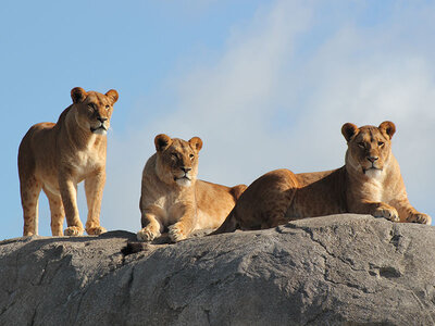 Doos Dagje uit naar WILDLANDS Adventure Zoo Emmen