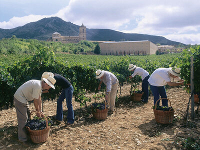 Visita a Bodegas Irache con cata de vino en Navarra