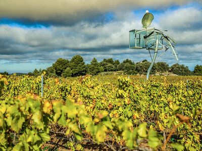 Caja Pícnic en las viñas, cata de 2 vinos y visita guiada a la Bodega Mas Blanch i Jove