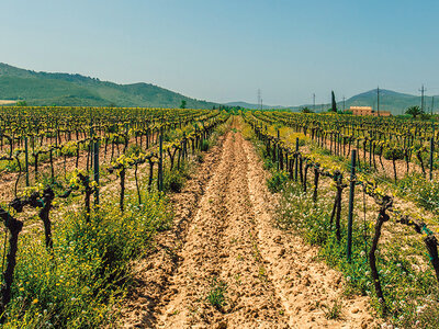 Coffret cadeau Visite du vignoble de la Bastide des oliviers et de sa cave avec dégustation pour 2