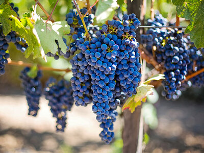 Coffret Visite du vignoble de la Bastide des oliviers et de sa cave avec dégustation pour 2