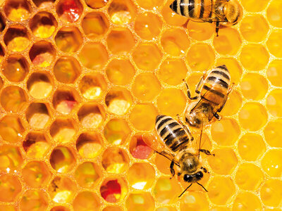 Coffret cadeau Participez à la sauvegarde des abeilles avec 1 an de parrainage d'une ruche