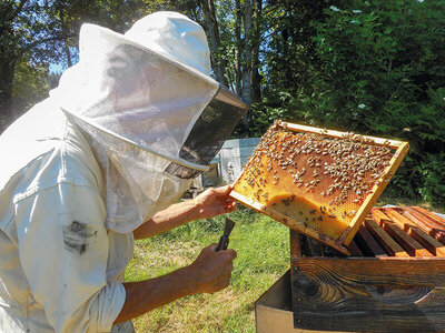 Coffret Participez à la sauvegarde des abeilles avec 1 an de parrainage d'une ruche