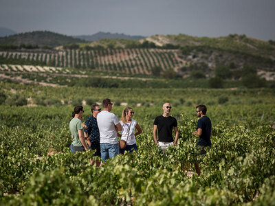 Caja Bodega Cerrón: visita a bodega, viñedos y cata con 4 vinos con maridaje de quesos