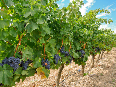 Caja regalo Bodegas Santalba: visita a bodega, viñedo y cata de 3 vinos con 2 productos típicos