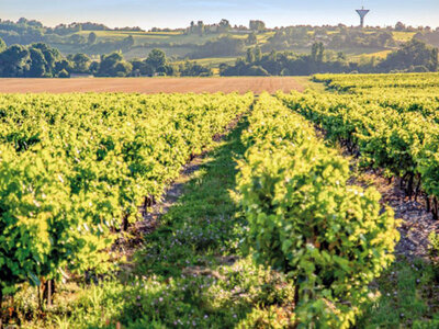 Coffret Sélection de 5 bouteilles de pineau des Charentes à découvrir chez soi