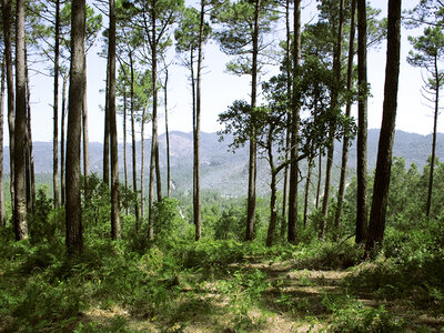 Ruta a pie por la sierra y miradores naturales de Sintra para 2 personas