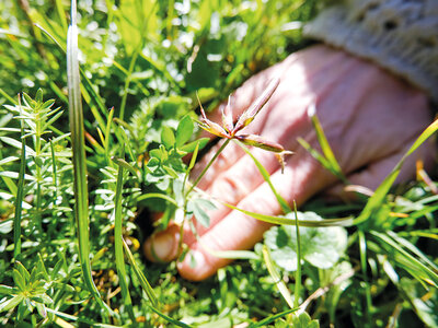 Coffret Atelier sur les plantes sauvages et produits naturels avec brunch en Isère