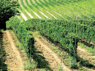 Il tesoro di Montepulciano: visita in cantina vinicola con degustazione per 2