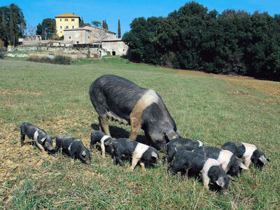 Avventura in famiglia tra i vigneti: tour guidato con degustazione e momenti in allevamento di Cinta Senese